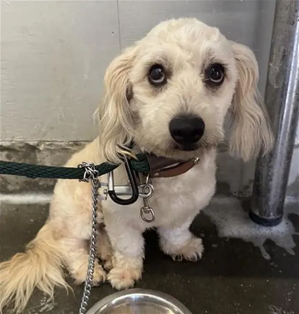 Adoptable Dog