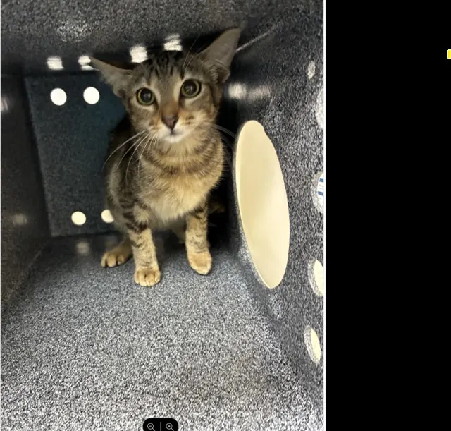 Adoptable Cat