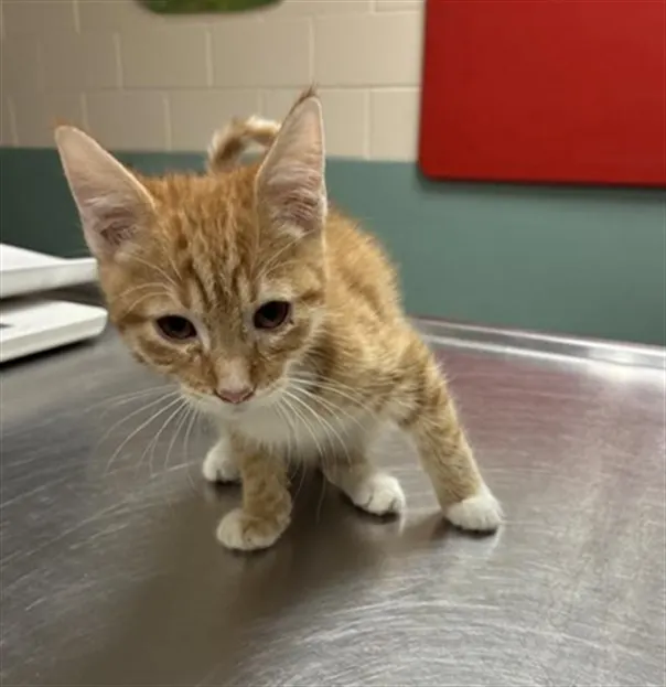 Adoptable Cat
