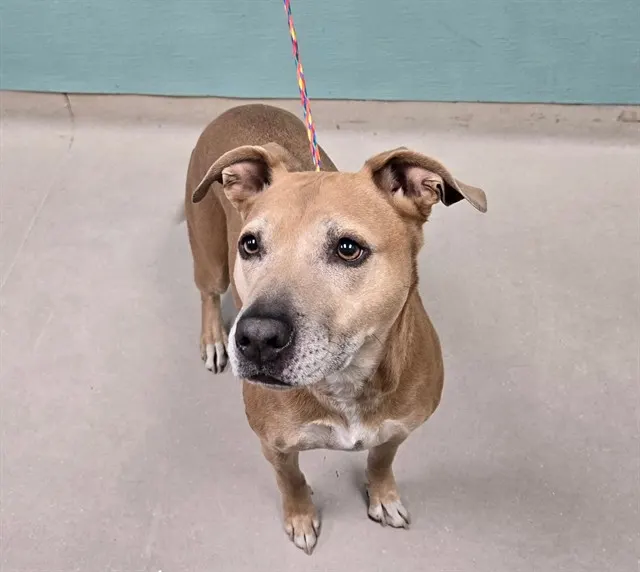 Adoptable Dog