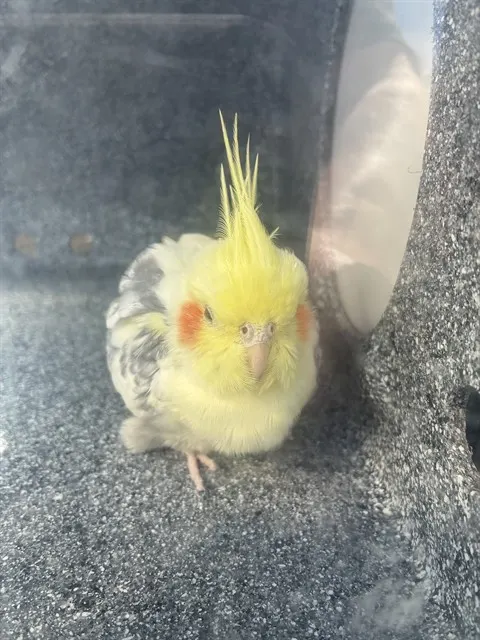 Adoptable Bird