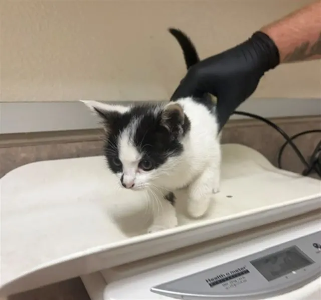 Adoptable Cat