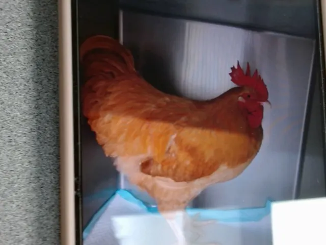 Nugget