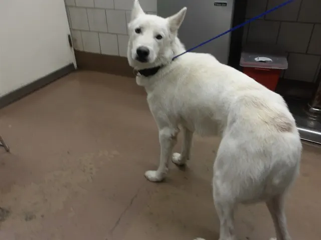 Adoptable Dog
