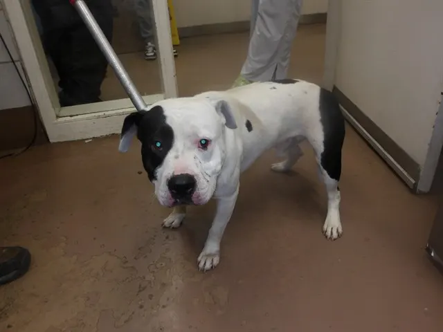 Adoptable Dog