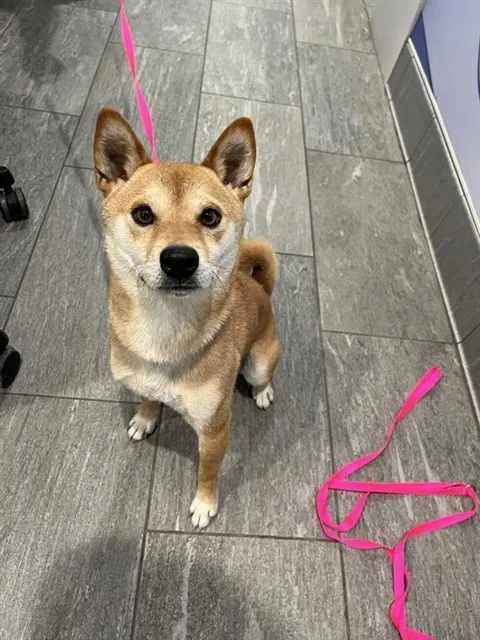 Hachi
