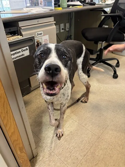 Adoptable Dog