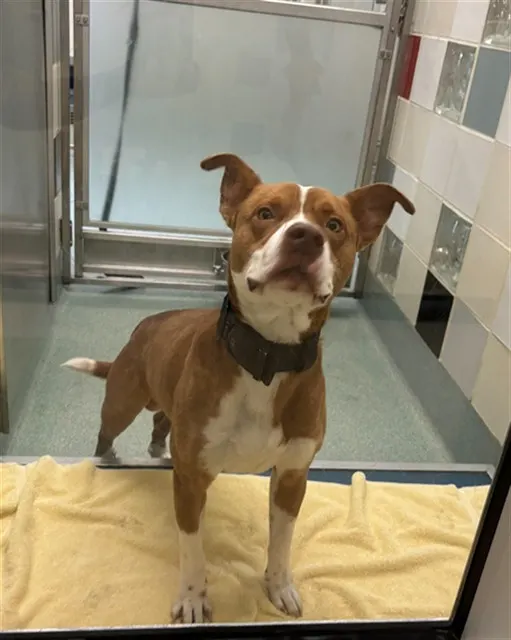 Adoptable Dog