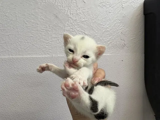 Domino