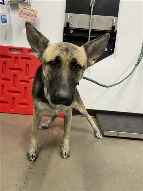 Adoptable Dog