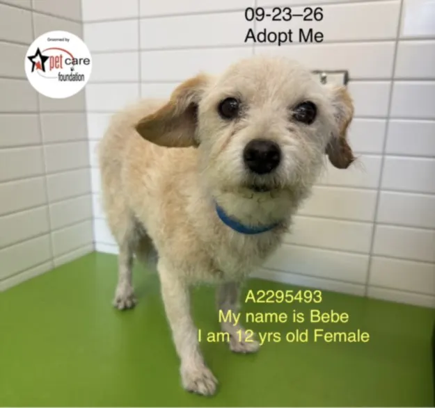 Bebe