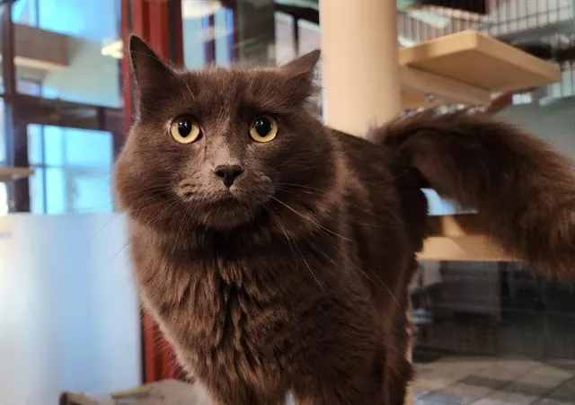 Meeko