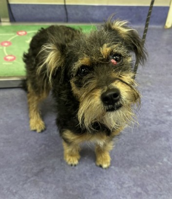 Adoptable Dog