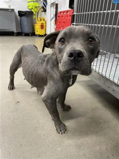 Adoptable Dog