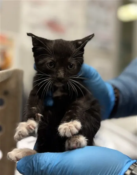 Adoptable Cat