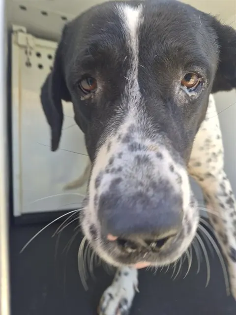 Adoptable Dog