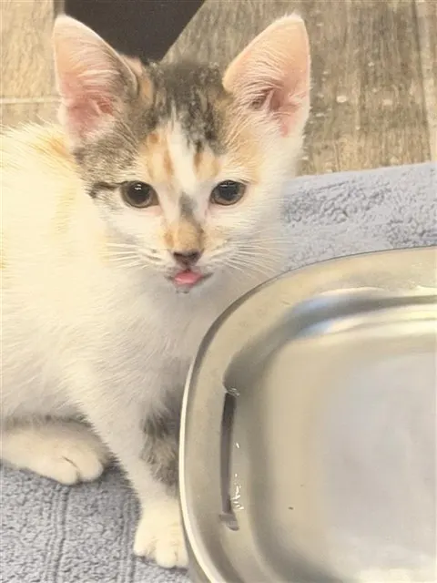 Maebe