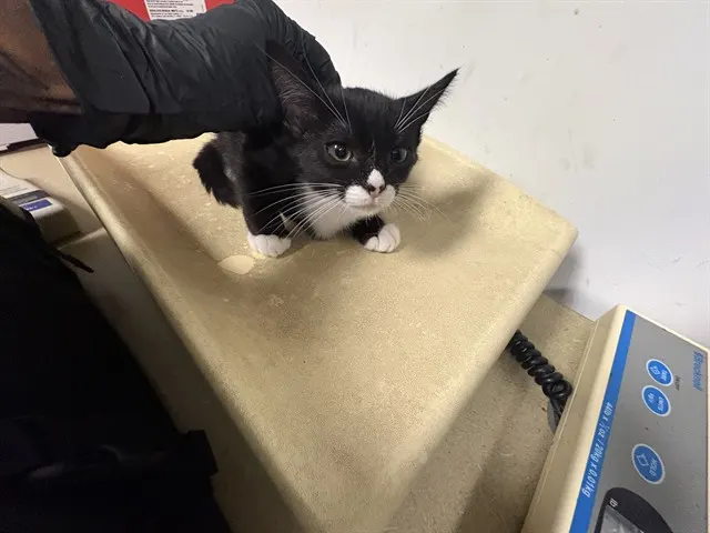 Adoptable Cat