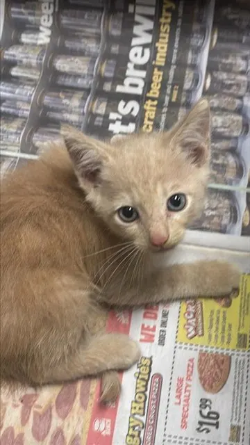Adoptable Cat