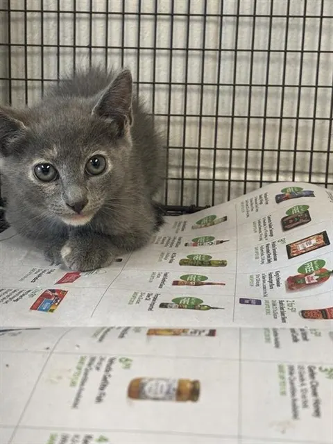 Adoptable Cat