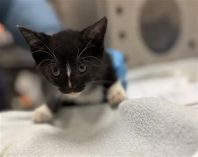 Adoptable Cat