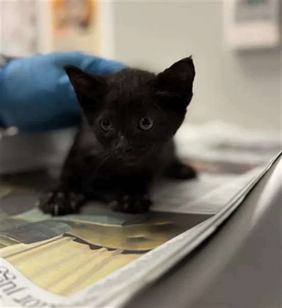 Adoptable Cat