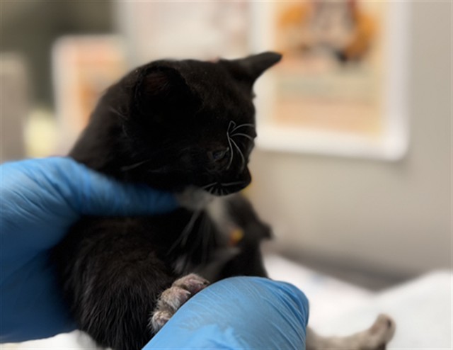 Adoptable Cat