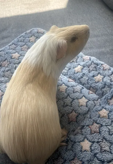 Peaches