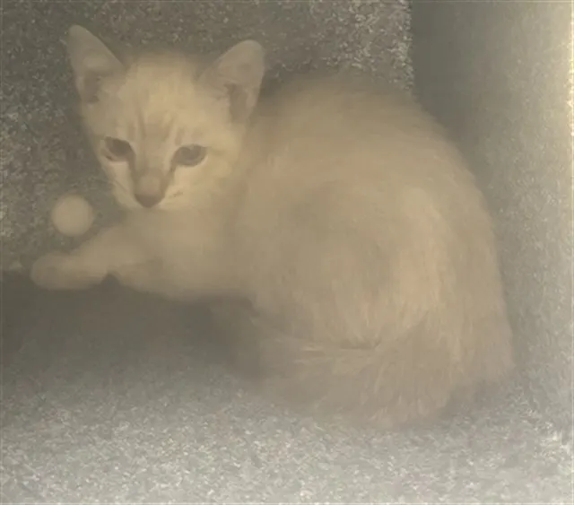 Adoptable Cat