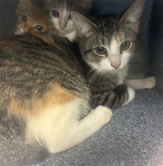 Adoptable Cat
