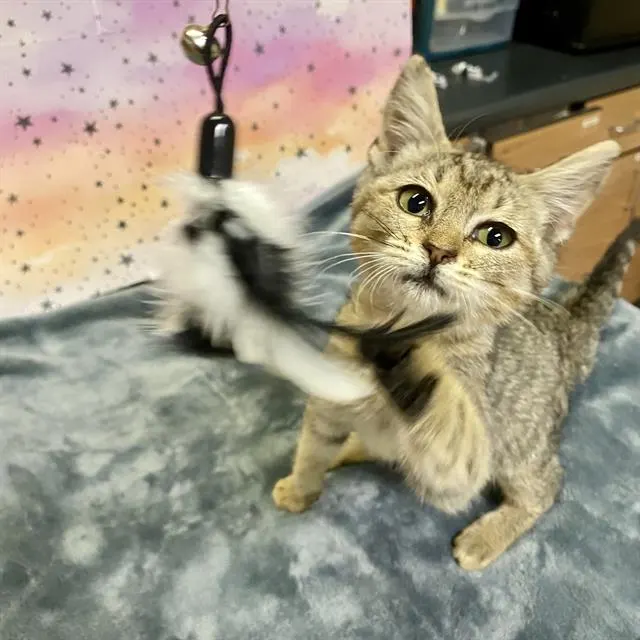 Adoptable Cat
