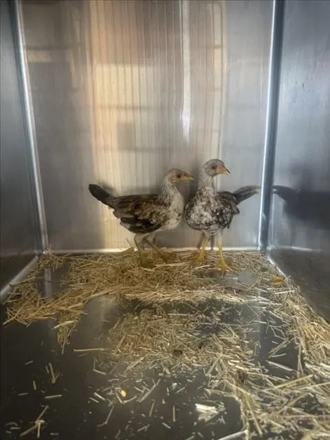 Adoptable Bird
