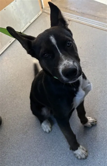 Adoptable Dog