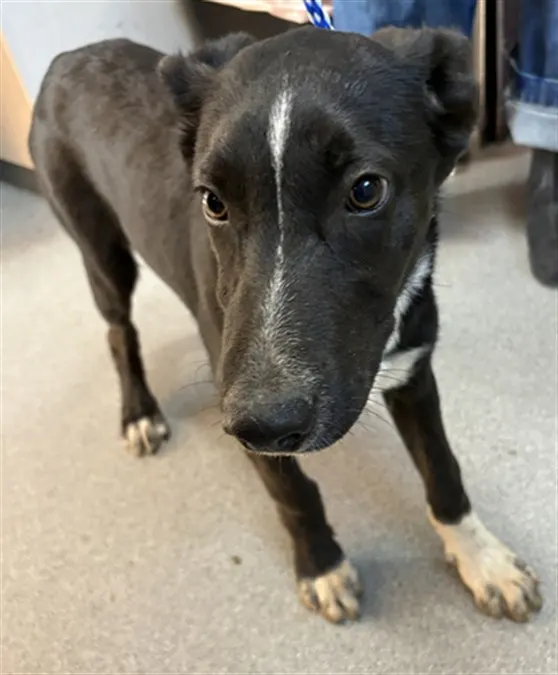 Adoptable Dog