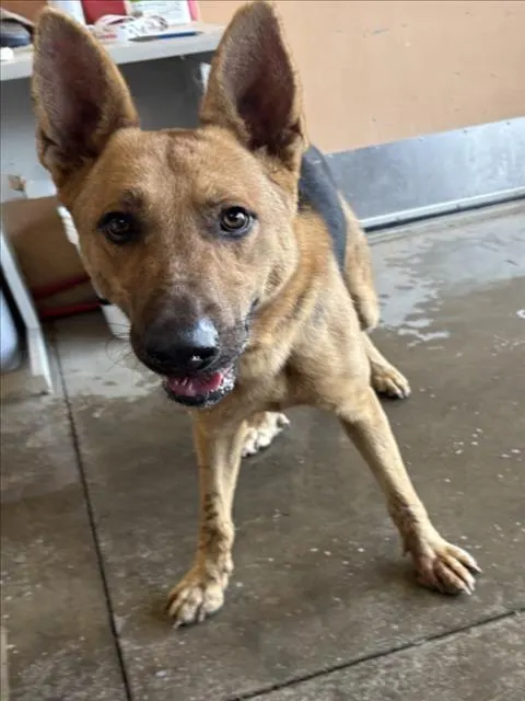 Adoptable Dog