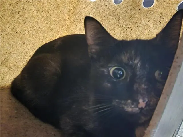 Ms. Spooky