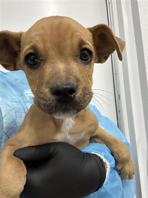 Adoptable Dog
