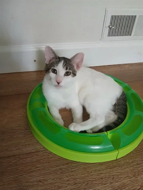 Adoptable Cat