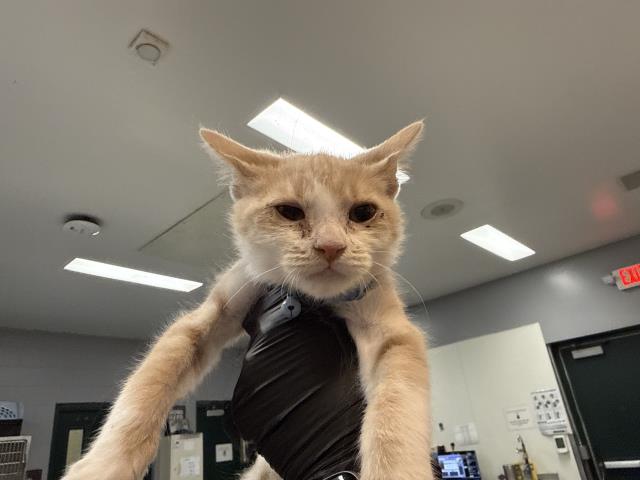 Adoptable Cat