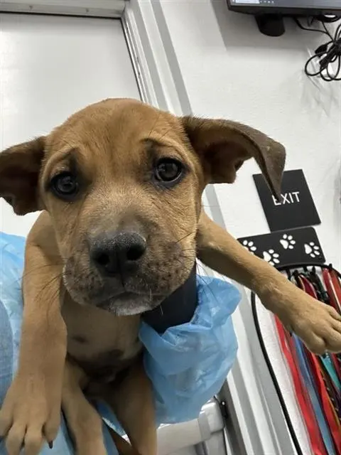 Adoptable Dog