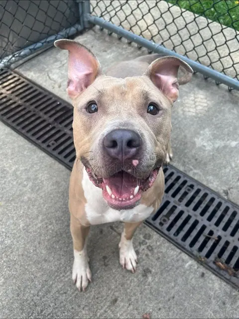 Anya