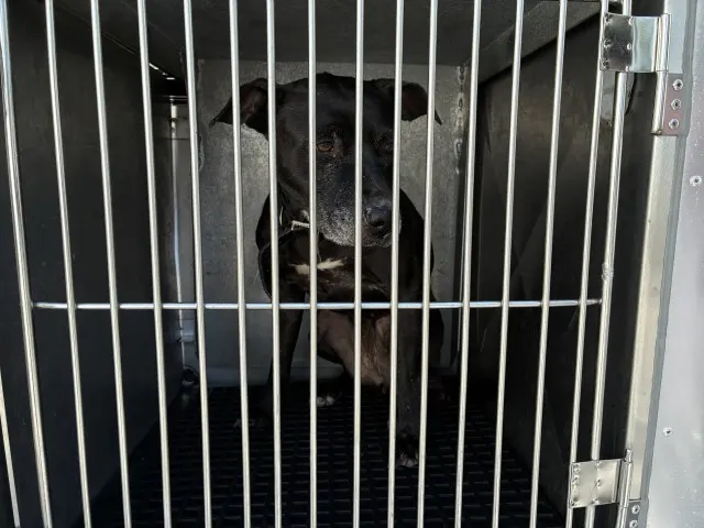 Adoptable Dog