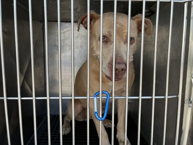 Adoptable Dog
