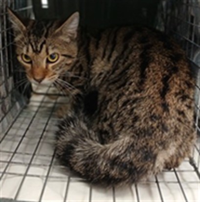 Adoptable Cat
