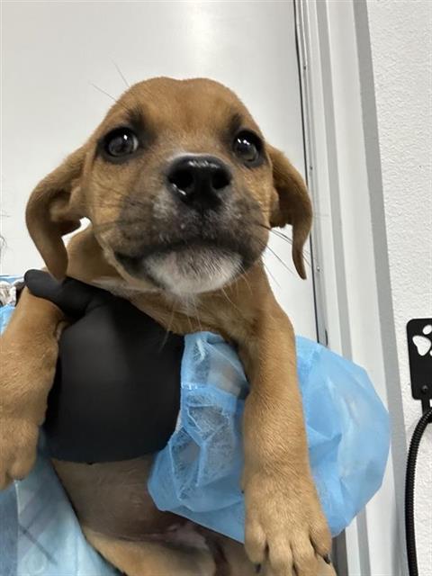 Adoptable Dog