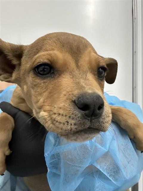 Adoptable Dog