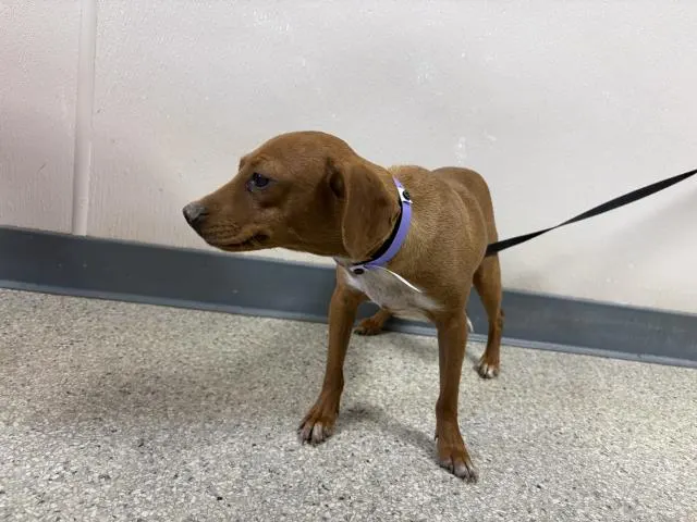 Adoptable Dog