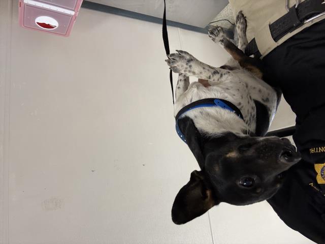 Adoptable Dog