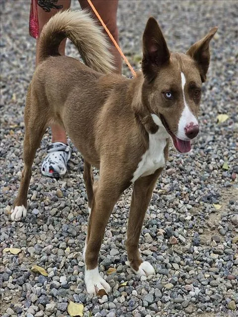 Kimber