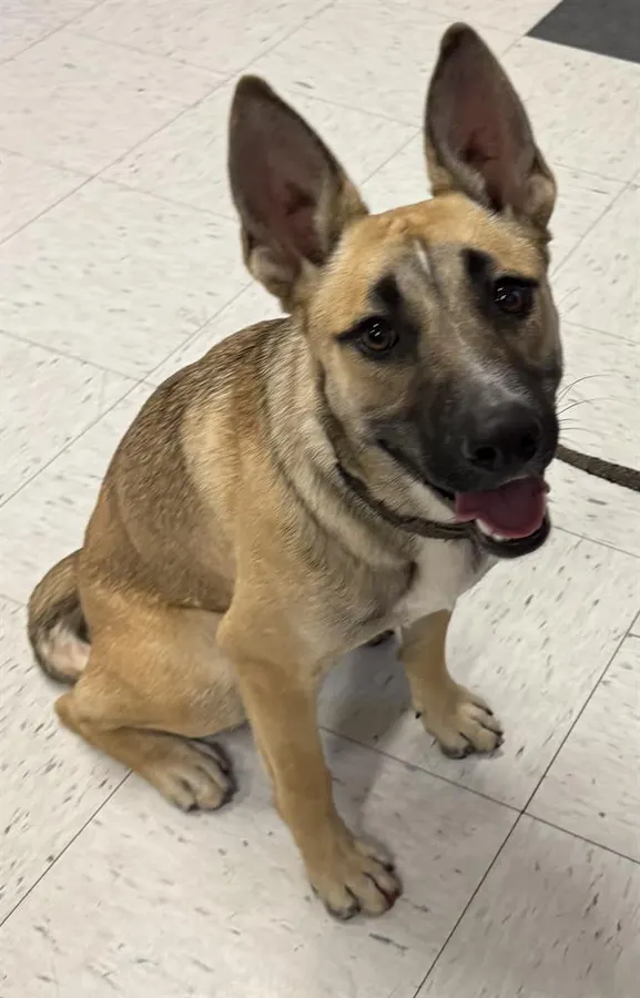 Adoptable Dog